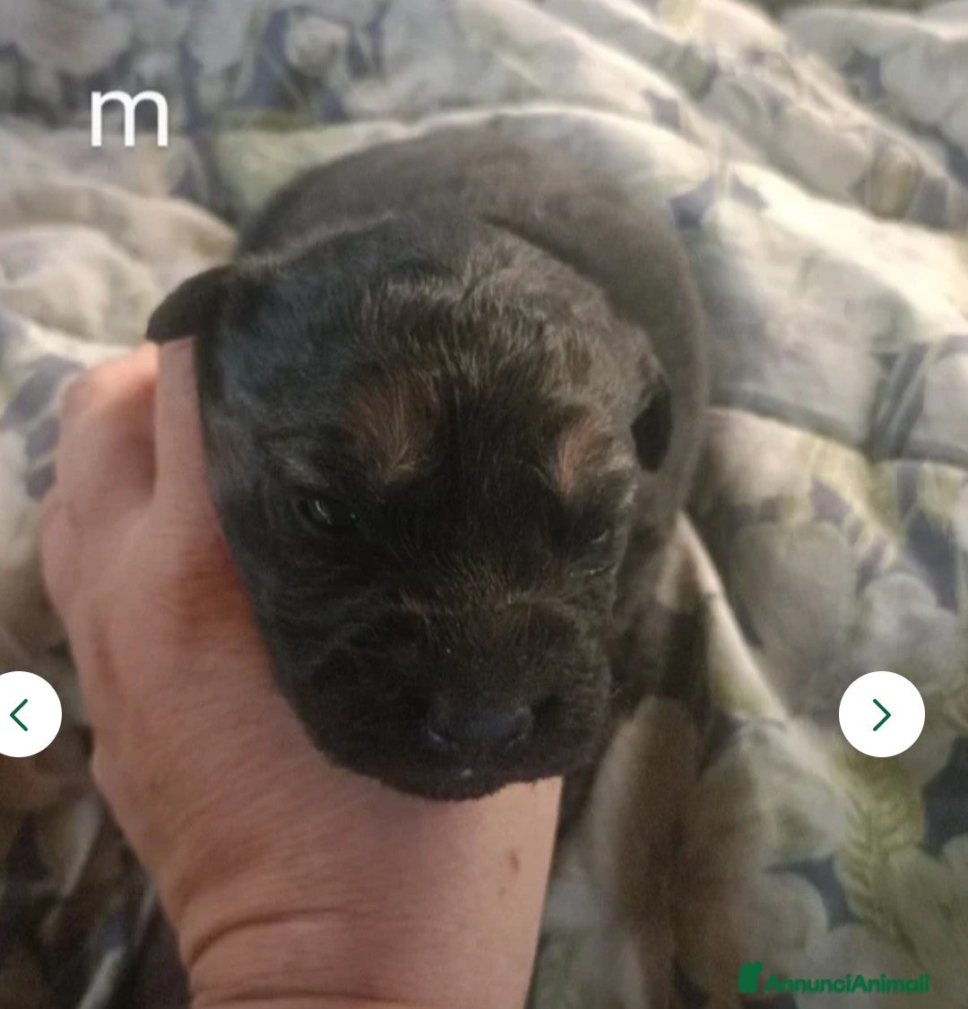 Pastore Tedesco cani in vendita: splendidi cuccioli pastore tedesco  - Annuncio 6