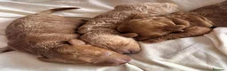 Barboncino cani in vendita: BARBONCINI FULVI - Annuncio 4