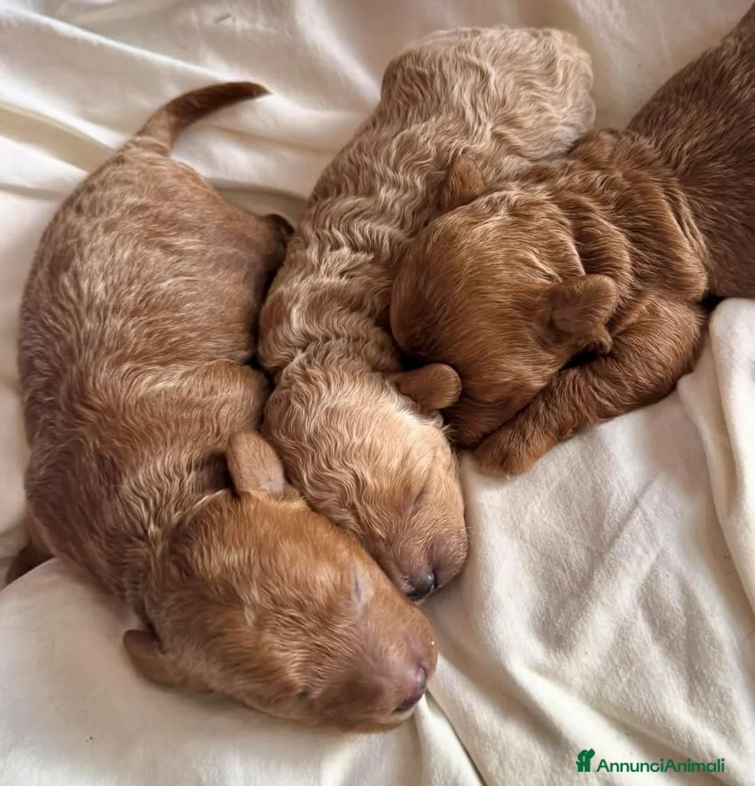 Barboncino cani in vendita: BARBONCINI FULVI - Annuncio 4