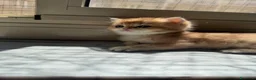 British gatti in vendita: British maschi  - Annuncio 9