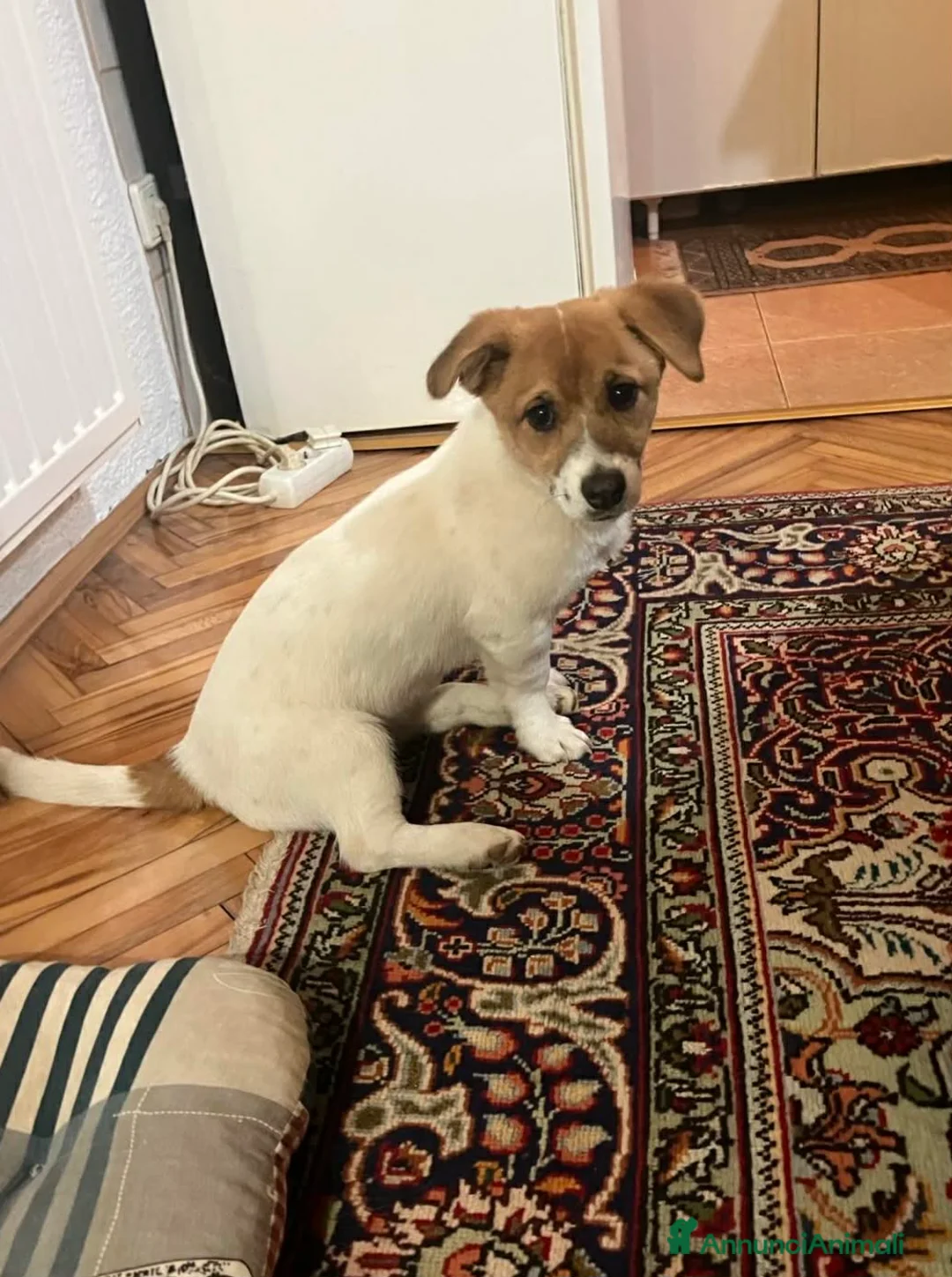 Jack Russell cani in regalo: CHLOE, cucciola mix JACK RUSELL cerca aiuto. - Annuncio 2