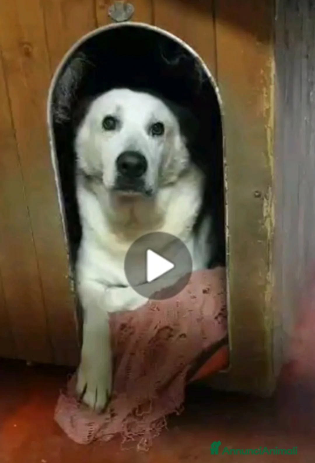 Meticcio cani in regalo: Biancone 8anni kg30 UNA VITA SOFFERTA!! LECCO HELP a Città metropolitana di Milano - Annuncio 2