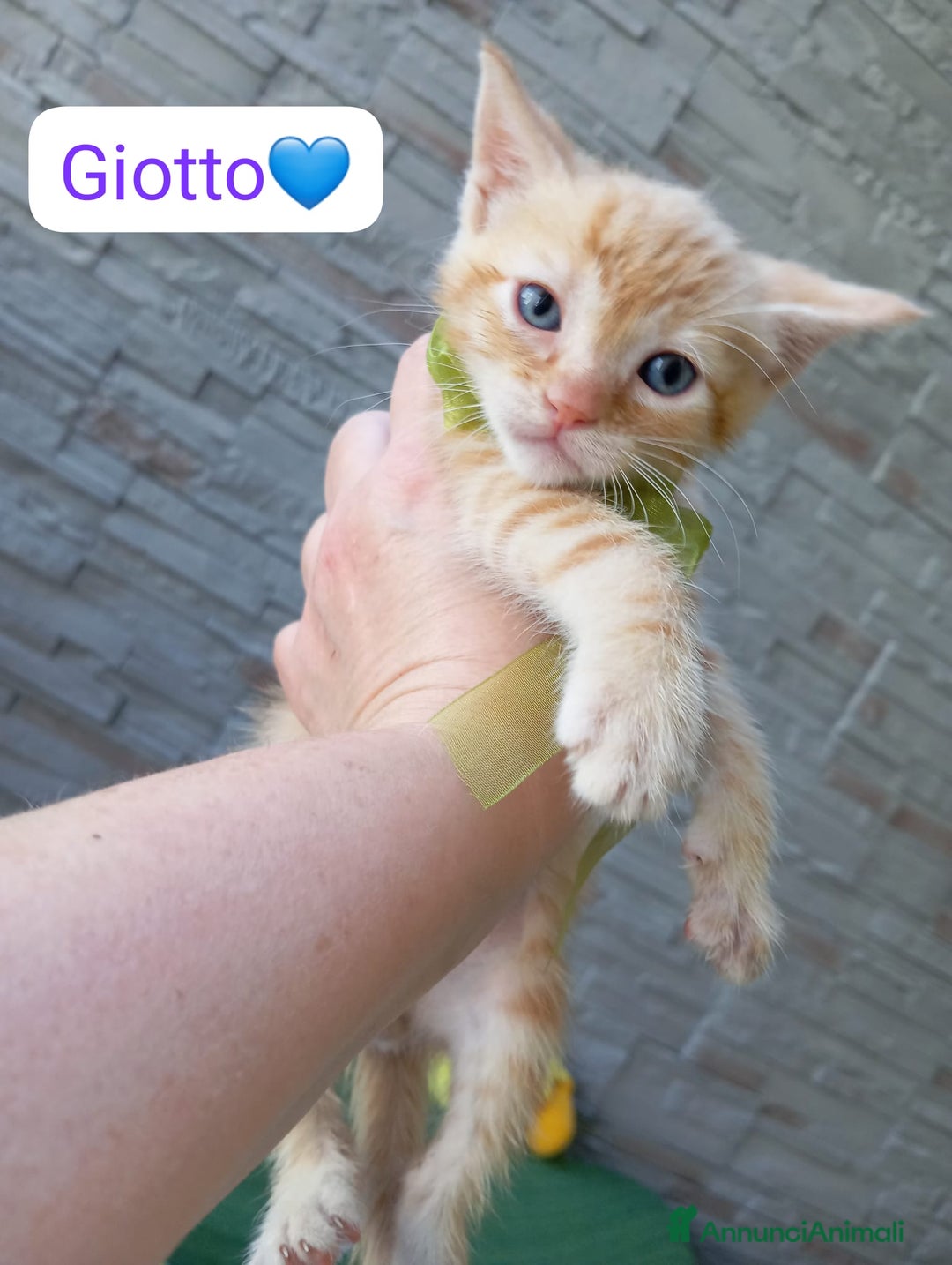 Meticcio gatti in regalo: Gattini dolcissimi cercano casa  a Città metropolitana di Milano - Immagine 4
