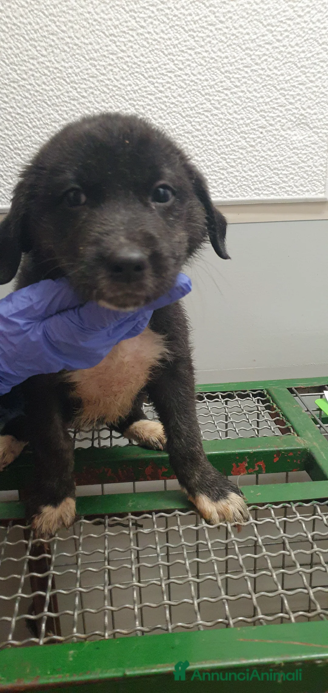 Meticcio cani in regalo: Piccola meticcia in Canile - Annuncio 1