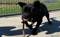 Meticcio cani in regalo: OBELIX 3anni allegro affettuoso! tg piccola a Città Metropolitana di Firenze - Immagine 8