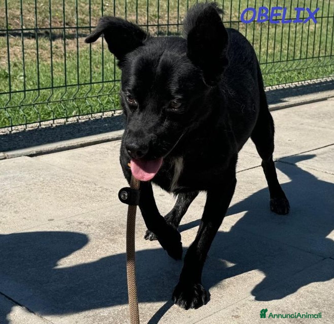 Meticcio cani in regalo: OBELIX 3anni allegro affettuoso! tg piccola a Città Metropolitana di Firenze - Immagine 8