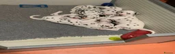 Dalmata cani in vendita: Cuccioli dalmata a Provincia autonoma di Trento - Annuncio 6