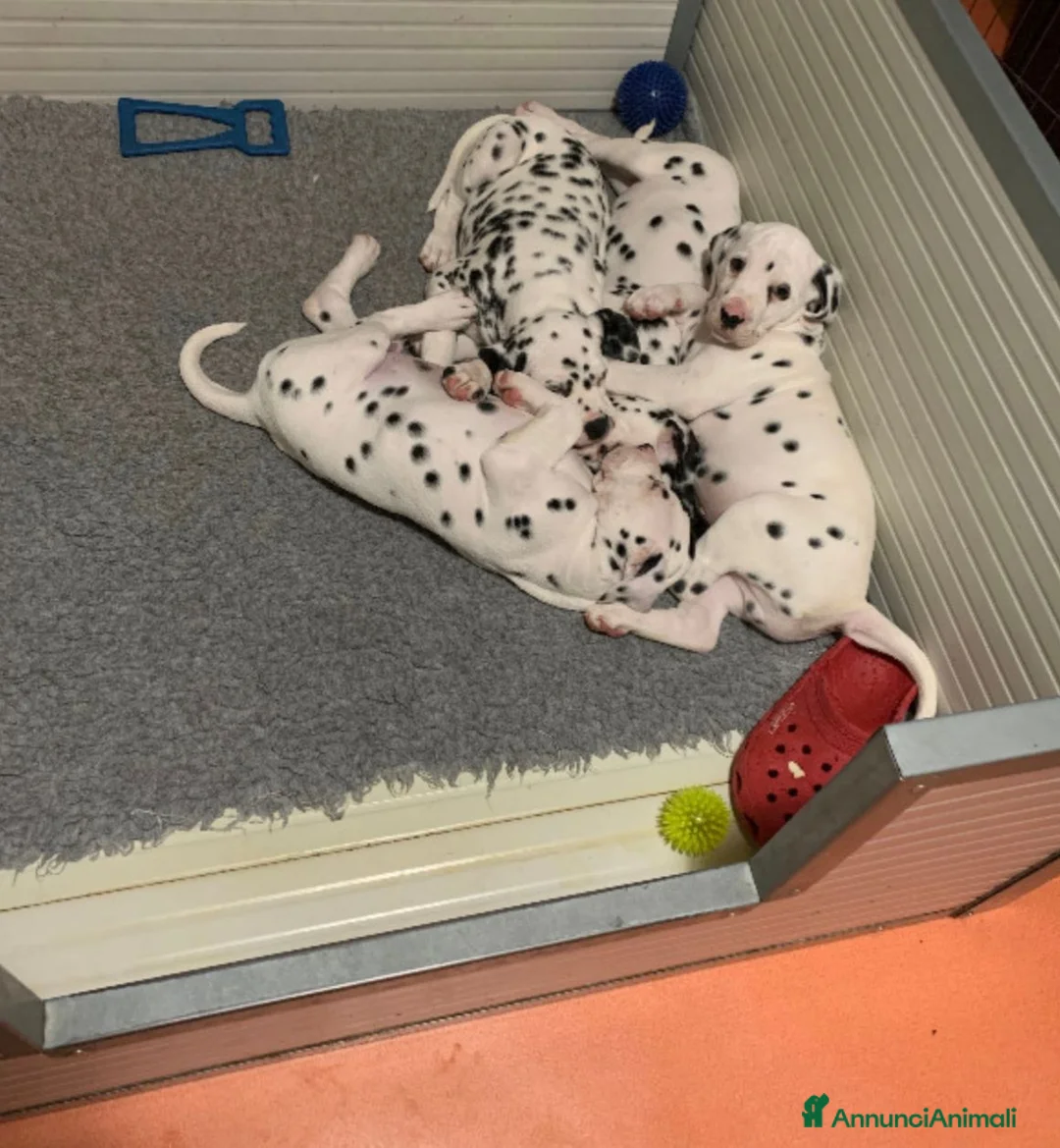 Dalmata cani in vendita: Cuccioli dalmata a Provincia autonoma di Trento - Annuncio 6