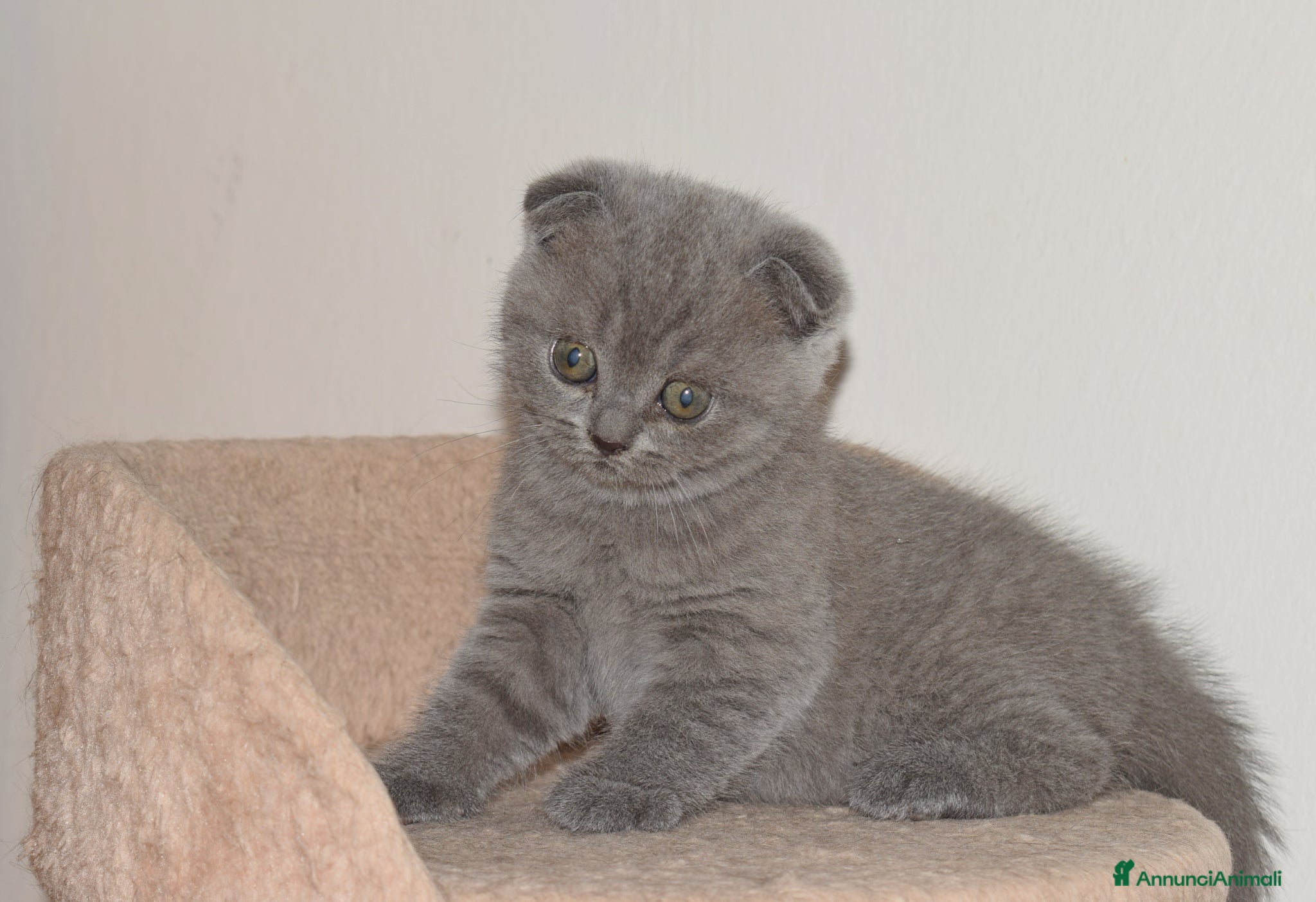 Scottish fold