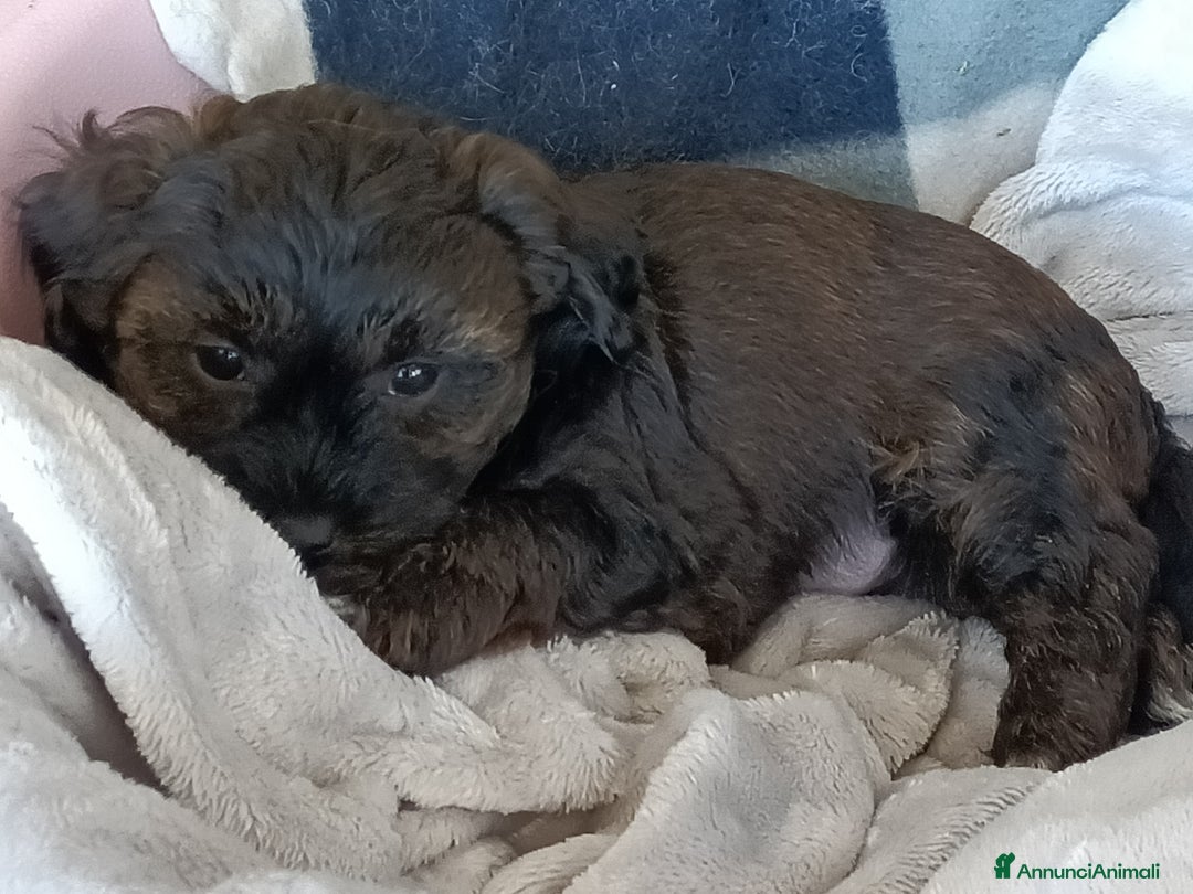 Bichon cani in vendita: CUCCIOLI BICHON HAVANAIS - Annuncio 6