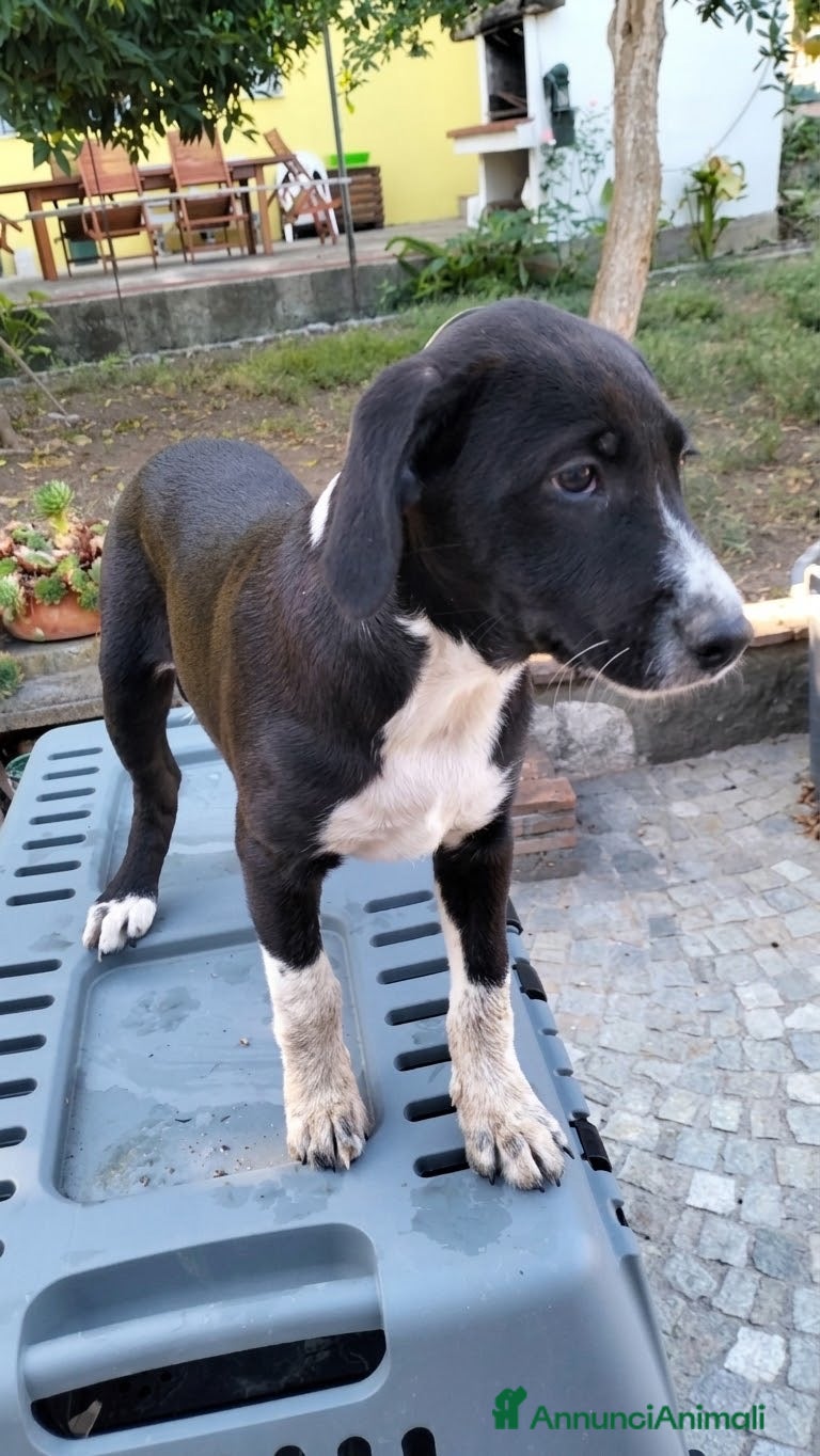 Meticcio cani Jacki - Annuncio 2