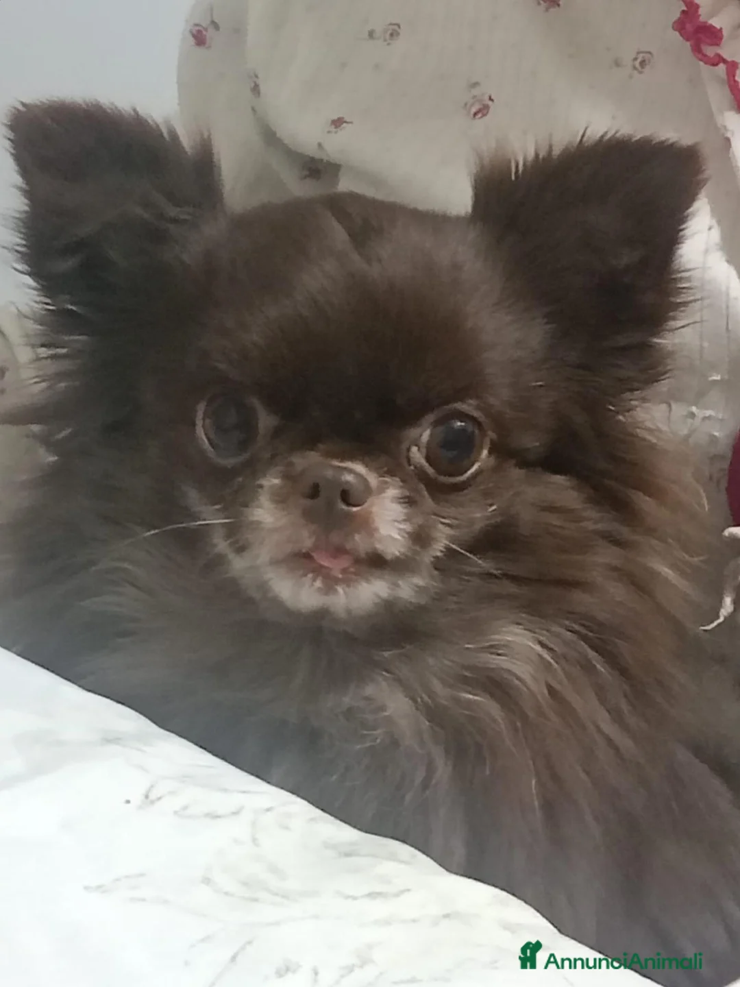 Chihuahua cani in vendita: Vendo cuccioli di cihuahua  - Annuncio 3