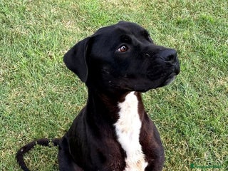 Meticcio cani The King- cane nero mix labrador molosetto - Annuncio 20