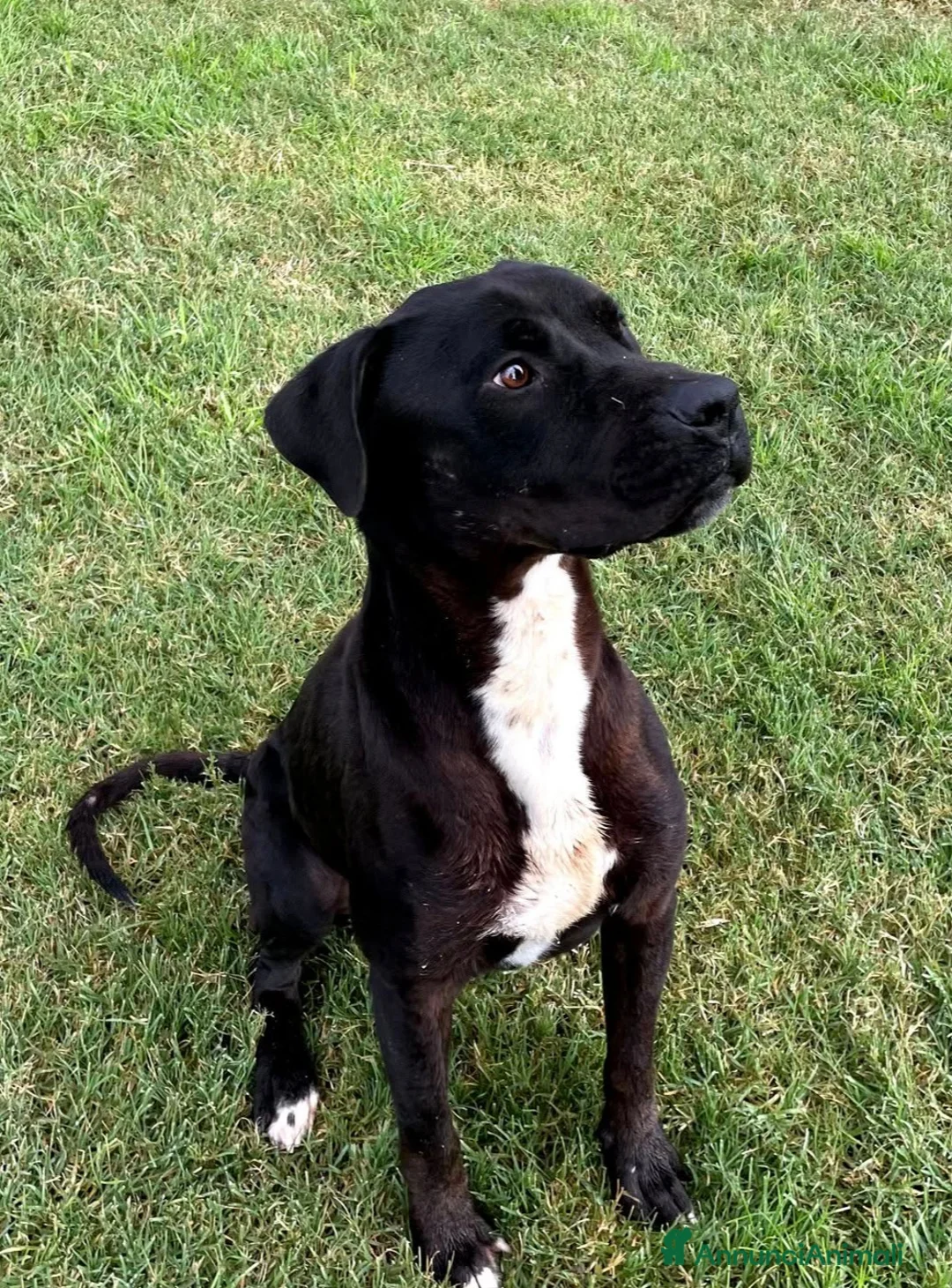 Meticcio cani in regalo: The King- cane nero mix labrador molosetto - Annuncio 1