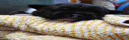 Staffordshire cani in vendita: Staffordshire bull terrier staffy a Provincia di Frosinone - Annuncio 9