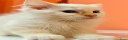 Ragdoll gatti in vendita: cucciolo ragdoll disponibile  - Annuncio 5
