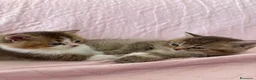 British gatti in vendita: meravigliosi cuccioli gattini British Shorthair  a Città Metropolitana di Torino - Annuncio 7