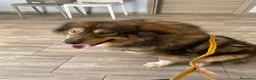 Pastore dei Carpazi cani in regalo: Max, gigante buono - Annuncio 11
