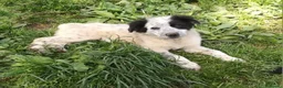 Meticcio cani in regalo: ZARA MIX SETTER/BORDER COLLIE  a Provincia di Varese - Annuncio 10