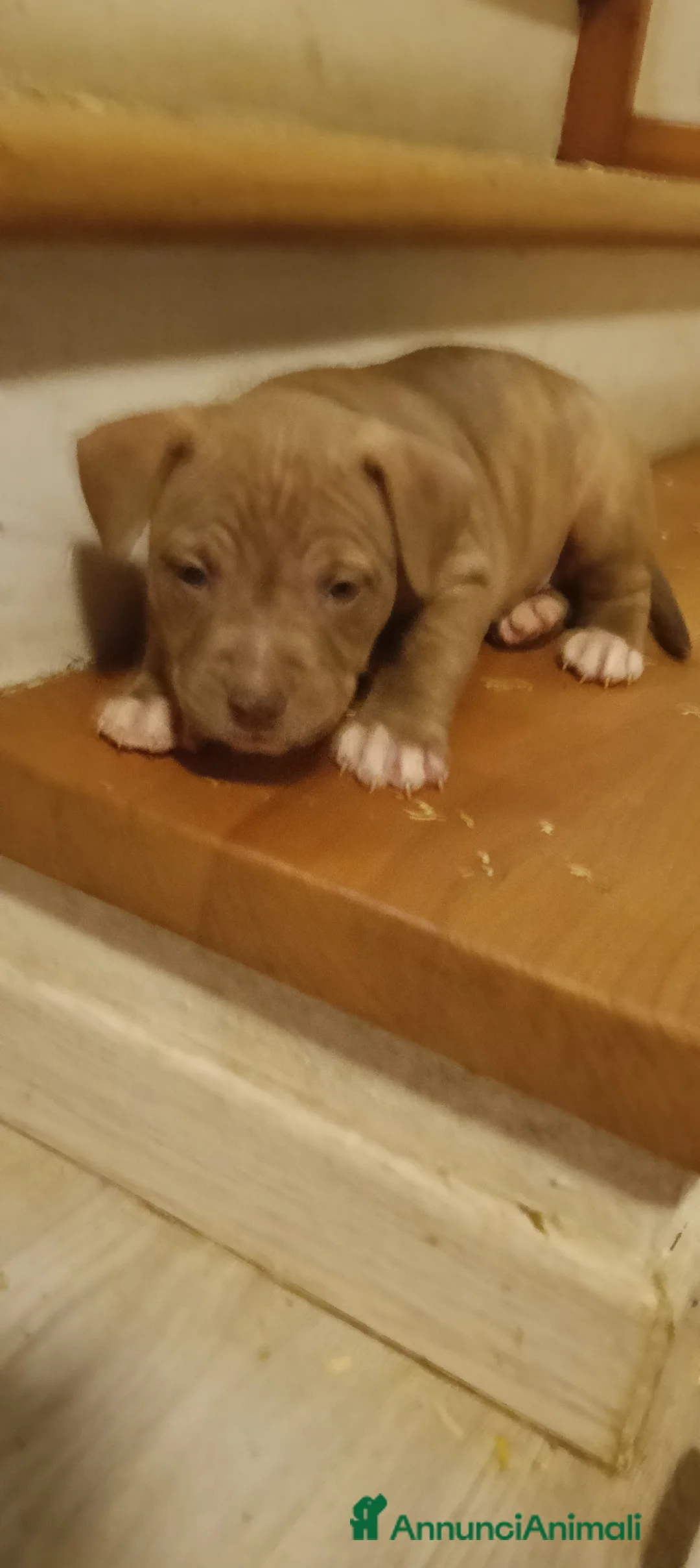 Pitbull cani in vendita: Cuccioli di american Pitbull terrier  - Annuncio 2
