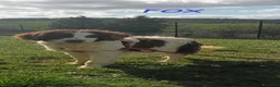 Meticcio cani in regalo: FOX bel timidino tg medio picc. - Annuncio 1