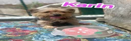 Yorkshire cani in regalo: Karin Yorkshire femmina cerca famiglia a Città metropolitana di Milano - Annuncio 5