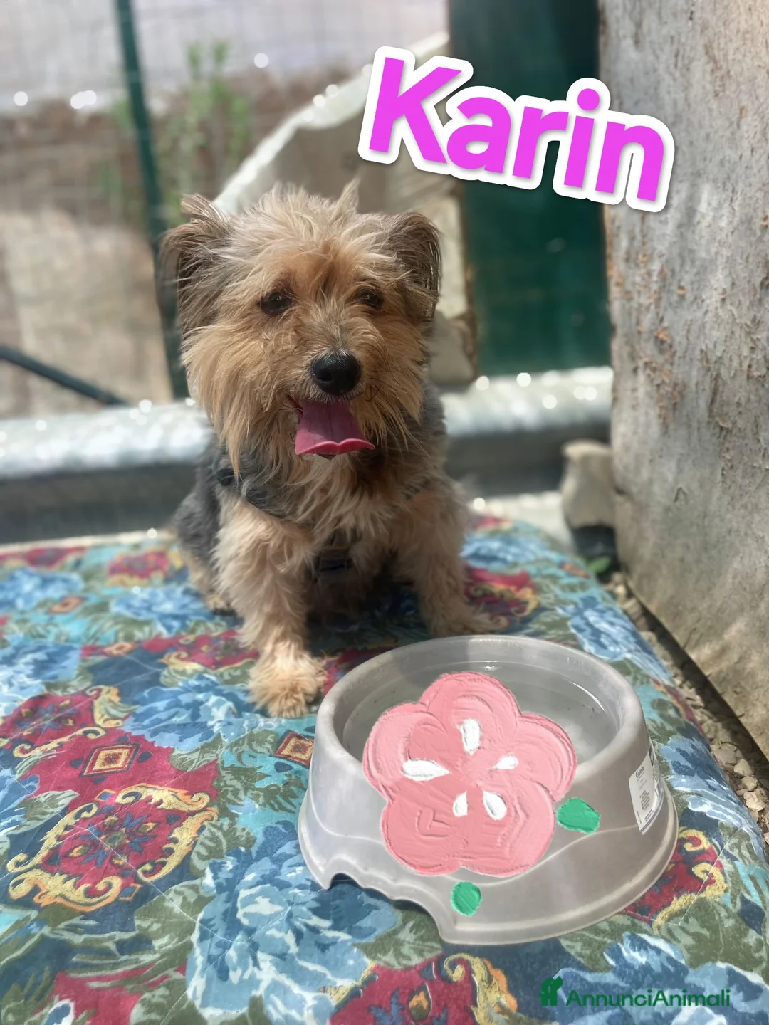 Yorkshire cani in regalo: Karin Yorkshire femmina cerca famiglia a Città metropolitana di Milano - Annuncio 5