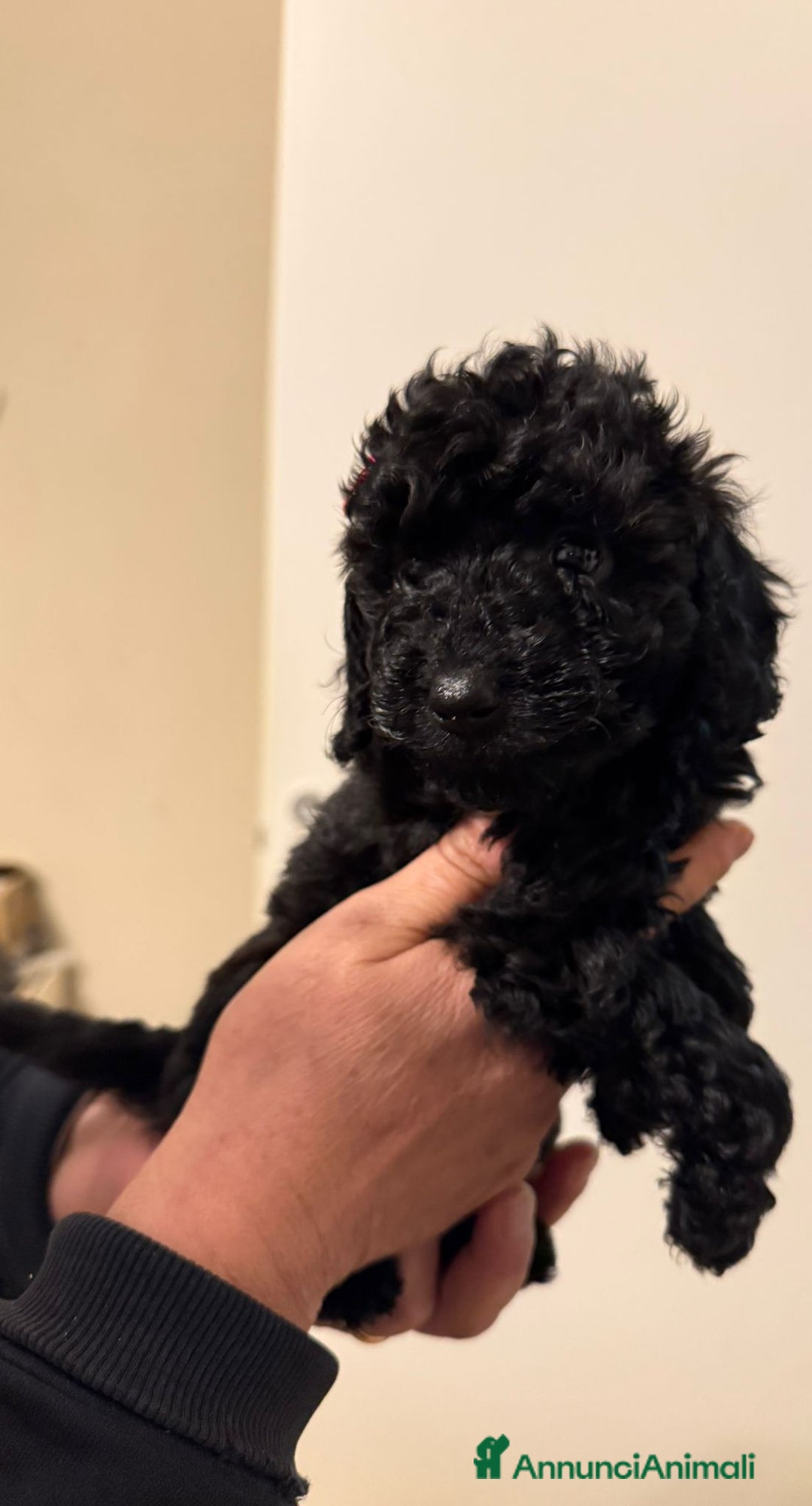 Barboncino cani in vendita: barboncini  - Annuncio 5