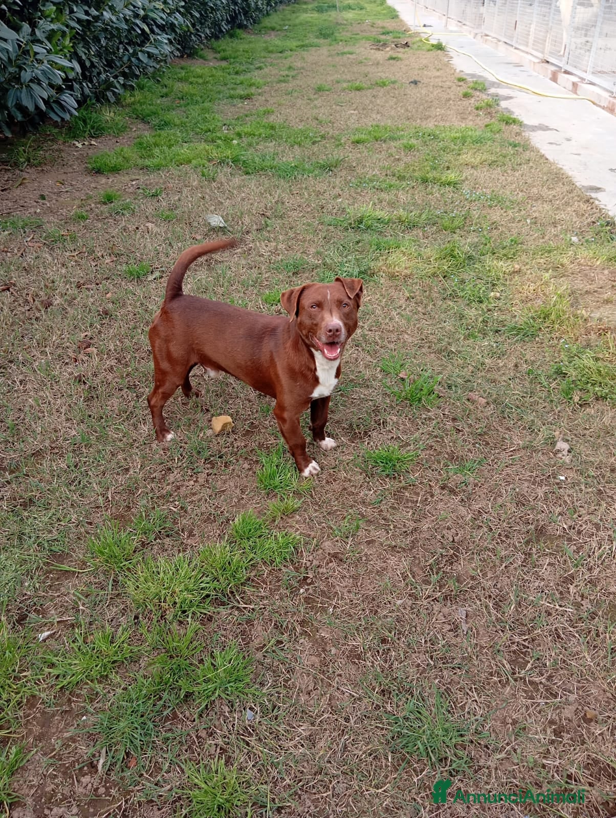 Meticcio cani Charlie! (15kg-2 anni)  - Annuncio 41