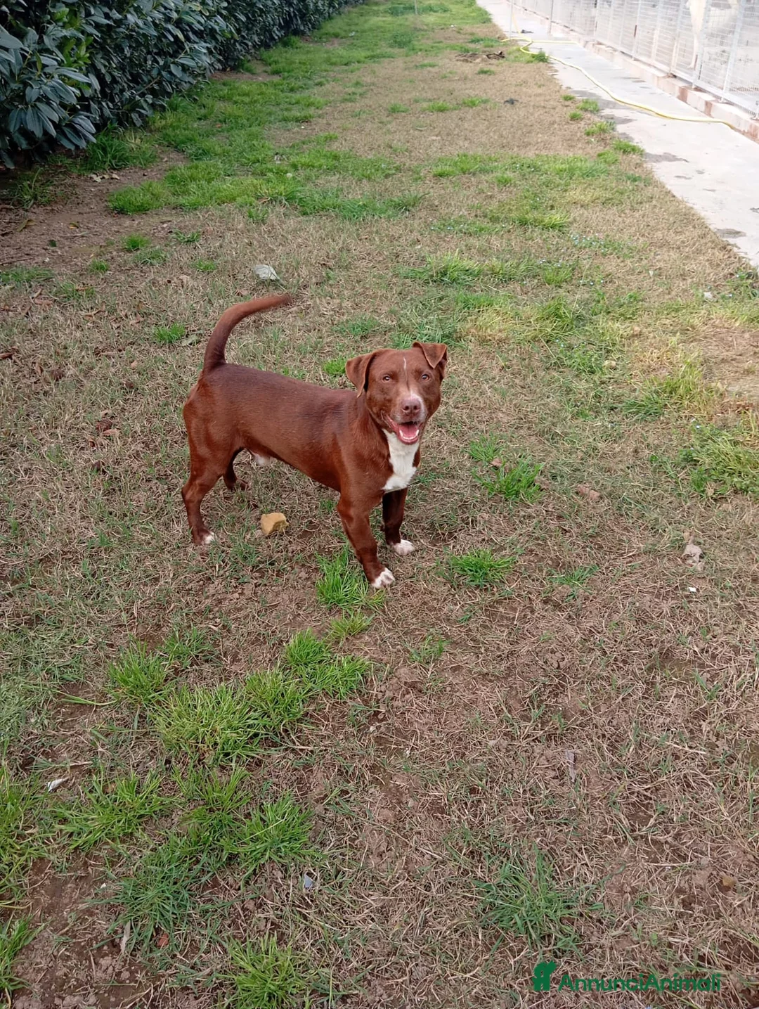 Meticcio cani in regalo: Charlie! (15kg-2 anni)  - Annuncio 1