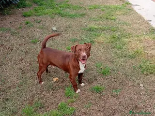 Meticcio cani Charlie! (15kg-2 anni) - Annuncio 41