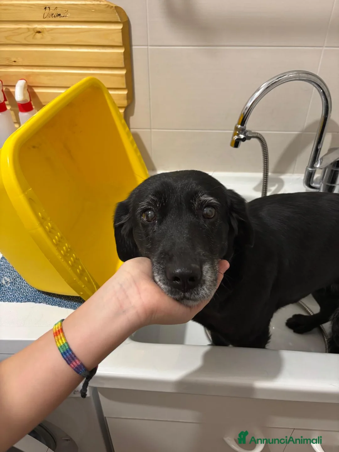 Meticcio cani in regalo: Adozione cagnolina: Vaniglia a Provincia di Verona - Annuncio 2