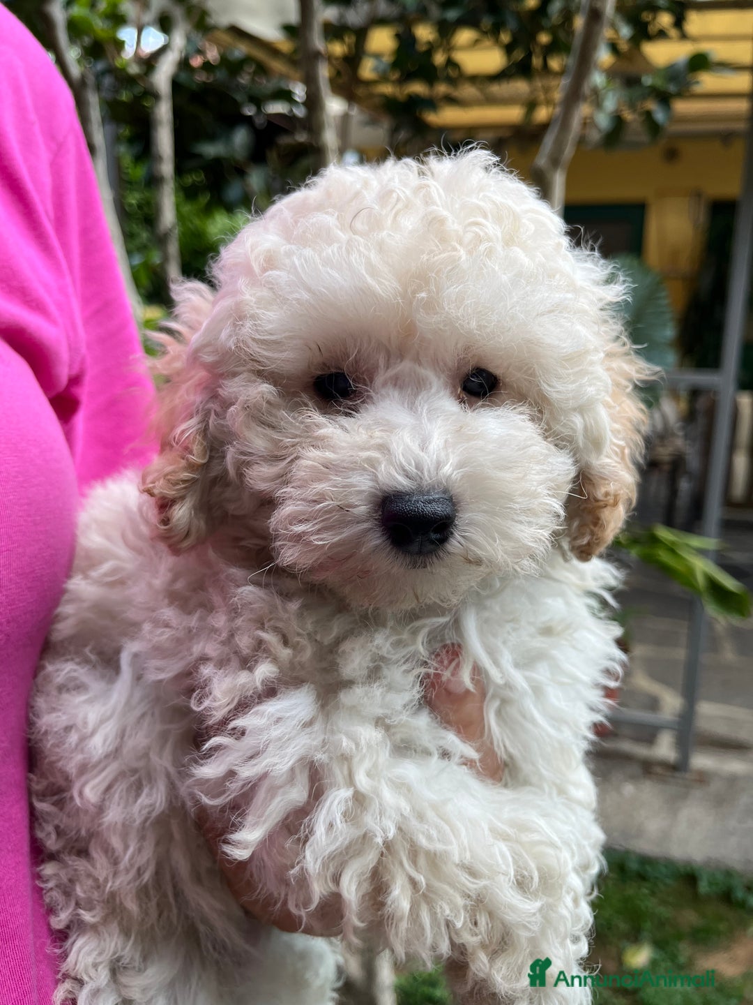 Barboncino cani in vendita: Barboncini neri e bianchi con Pedigree  a Vercelli - Annuncio 1