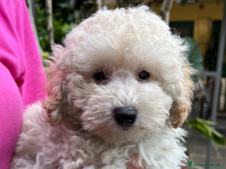 Barboncino cani Barboncini neri e bianchi con Pedigree a Vercelli - Annuncio 2