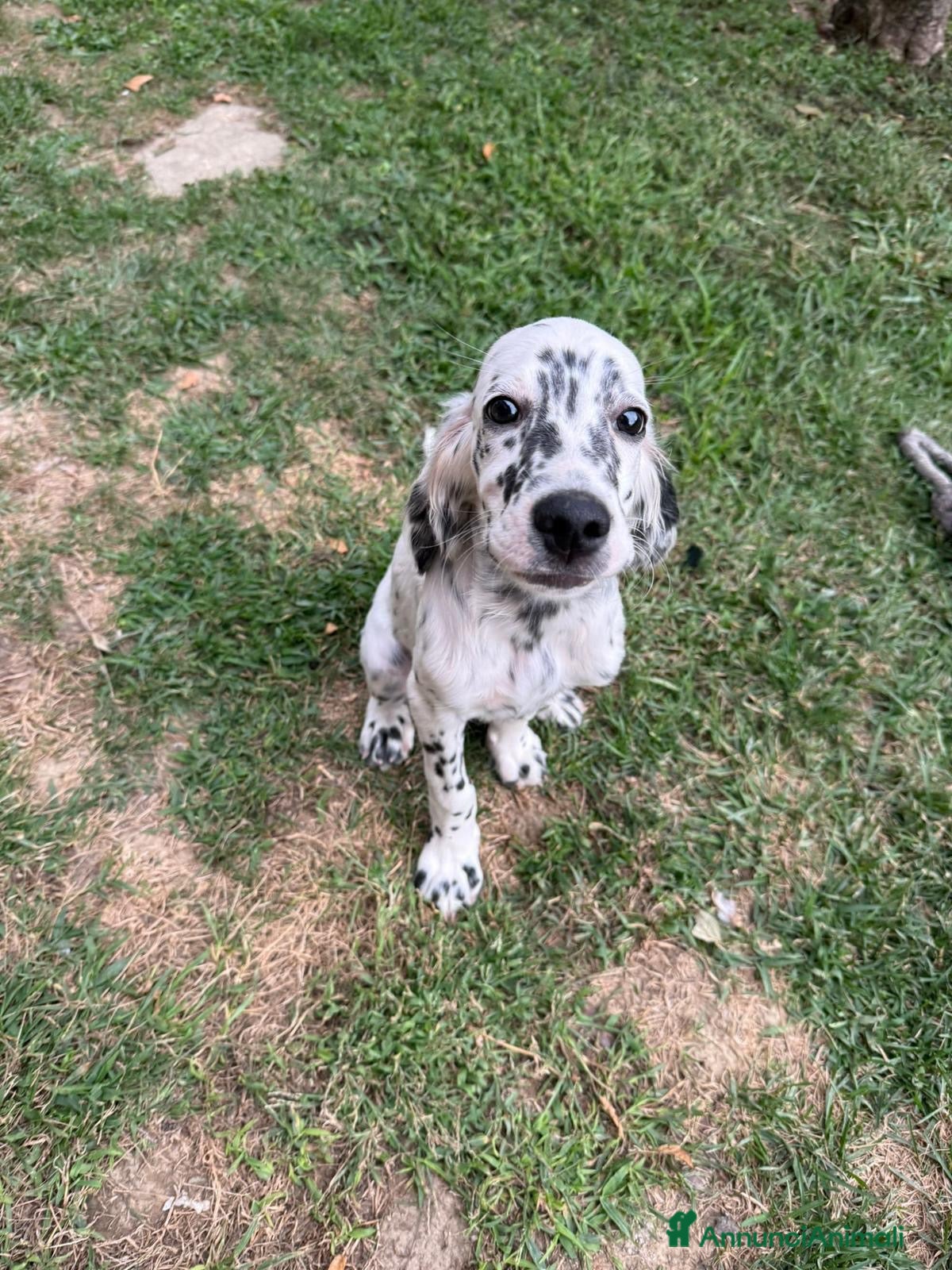 Setter Inglese cani Cuccioli Setter Inglese - Annuncio 21