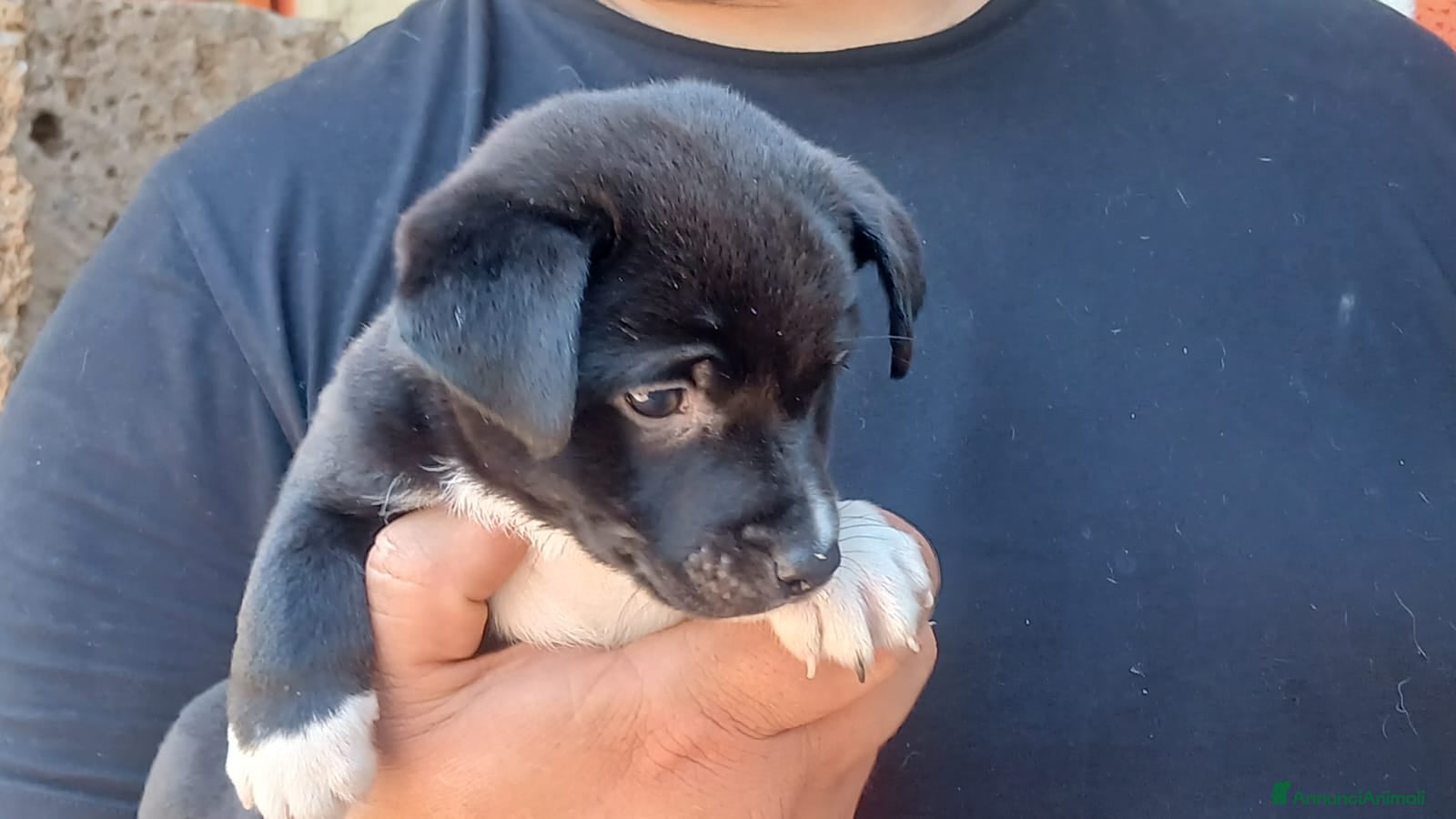 Meticcio cani IL DOLCE ABRAMO CERCA LA SUA CASA PER LA VITA - Annuncio 21
