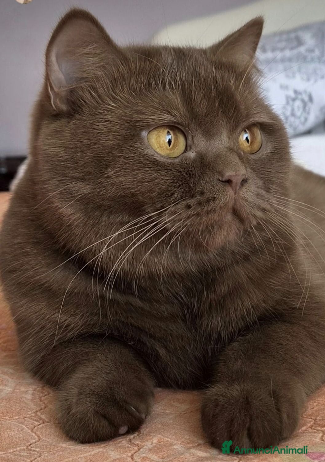 British gatti British shorthair  - Annuncio 1
