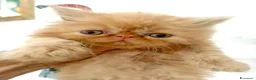 Persiano gatti in vendita: Cuccioli di persiano  - Annuncio 5