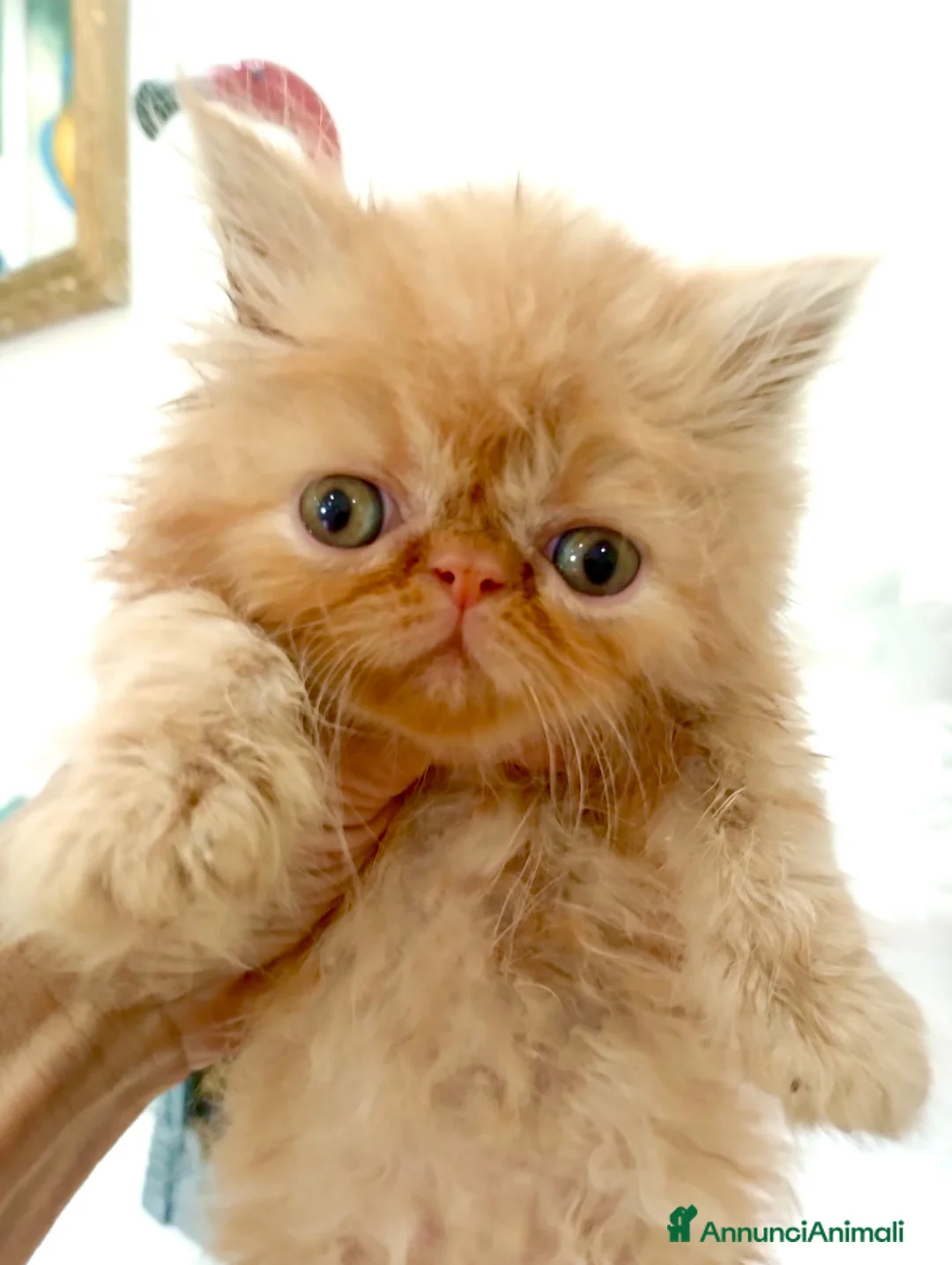 Persiano gatti in vendita: Cuccioli di persiano  - Annuncio 5