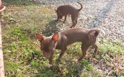 Chihuahua cani in vendita: Chihuahua femminucce  - Immagine 2