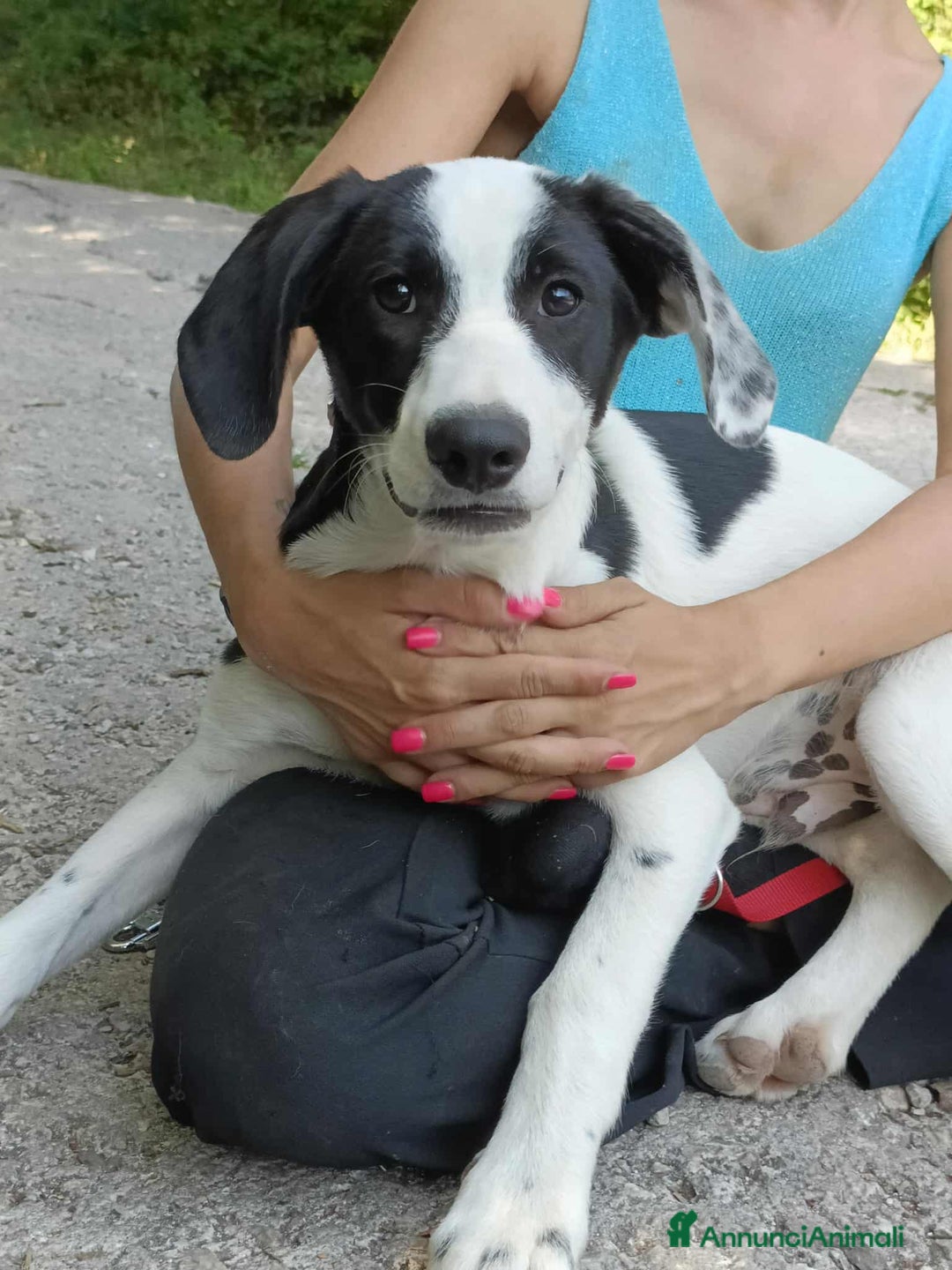 Meticcio cani in regalo: 4 CUCCIOLI simpaticissimi a macchiette! - Annuncio 7