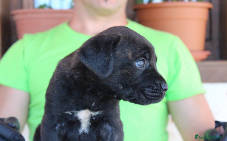 Cane Corso cani a Provincia dell'Aquila - Annuncio 2