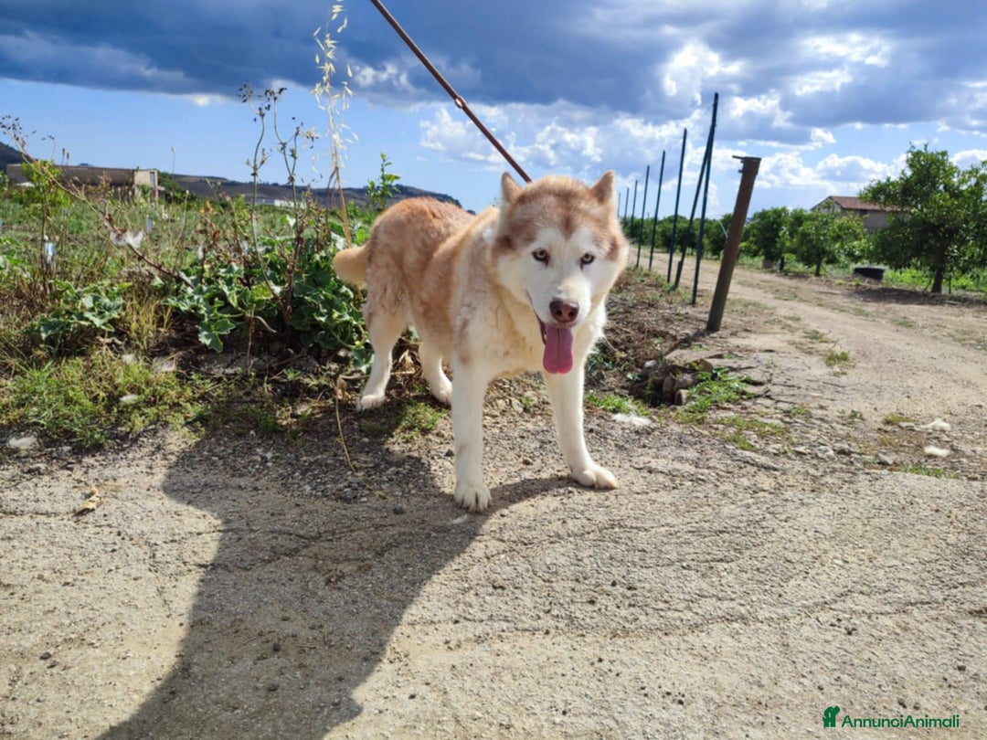 Husky cani in regalo: Stupendi malamute  IN REGALO a Città metropolitana di Catania - Annuncio 4