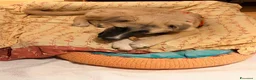 Meticcio cani in regalo: Albicocca: 7 mesi adozione del cuore  - Annuncio 11