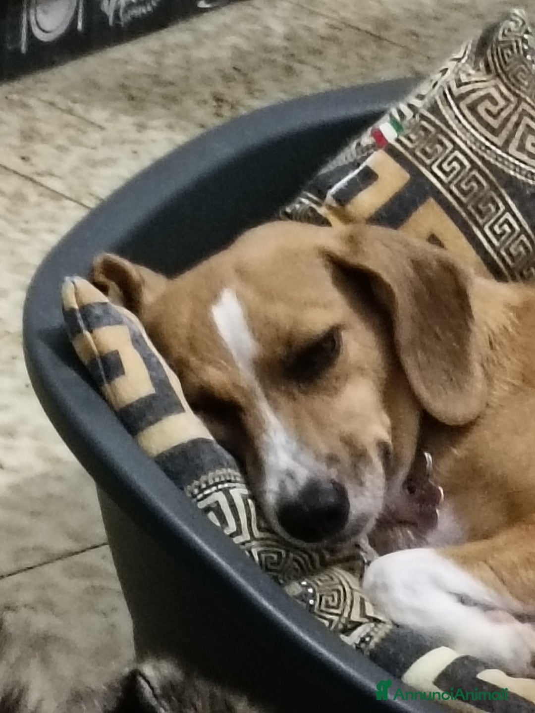 Meticcio cani in regalo: Cagnolina incrocio Beagle  a Provincia di Pavia - Immagine 3