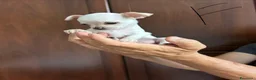 Chihuahua cani in vendita: Chihuahua  a Provincia di Mantova - Annuncio 2