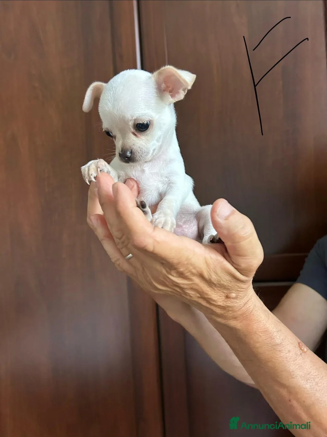 Chihuahua cani in vendita: Chihuahua  a Provincia di Mantova - Annuncio 2