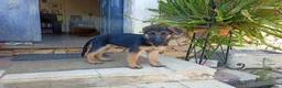 Pastore Tedesco cani in vendita: Cuccioli cane pastore tedesco  - Annuncio 6