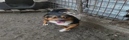 Meticcio cani in regalo: jack cucciolo tenerissimo - Annuncio 6