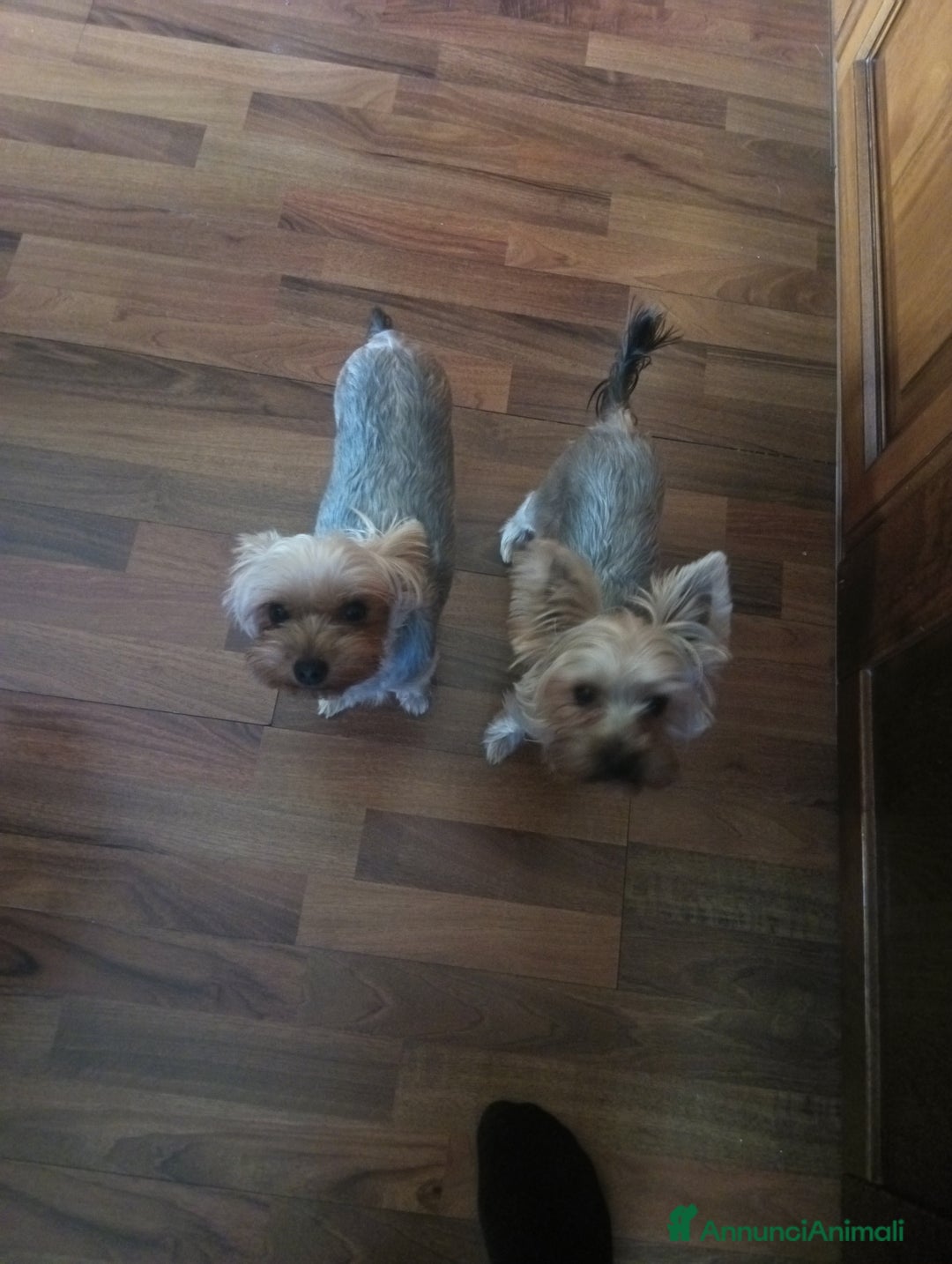 Yorkshire cani in vendita: Mini Yorkshire maschio e femmina, non imparentati - Annuncio 1